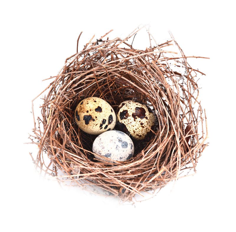 Bird nest and egg isolated on white background