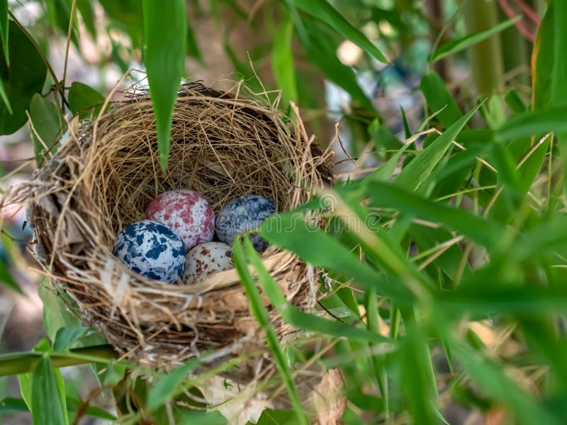Bird Nest with Eggs on a Branch of a Tree Stock Image Image of nest