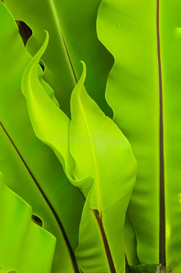 Bird Nest Fern