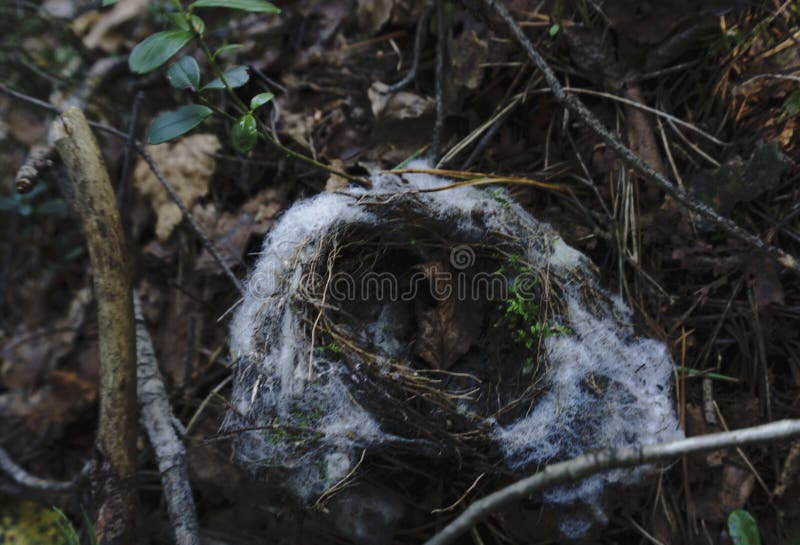 Bird nest on the ground stock photo. Image of branch - 106104056