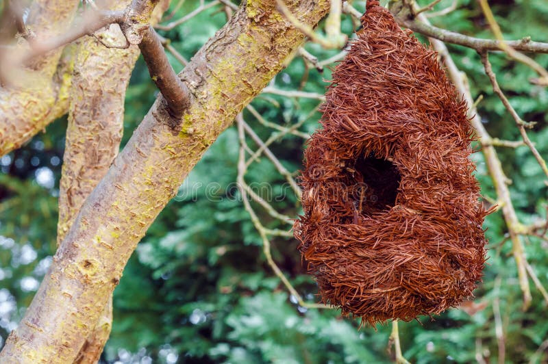 Bird Nest House Shelter Hangging Off a Branch of a Tree Stock Image