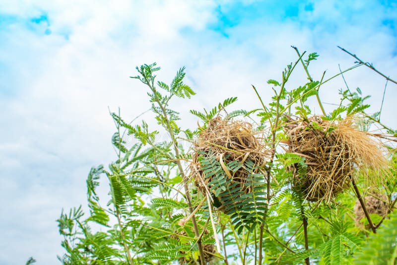 Bird nest made of grass on trees. royalty free stock image Bird nest made of grass on trees. royalty free stock image
