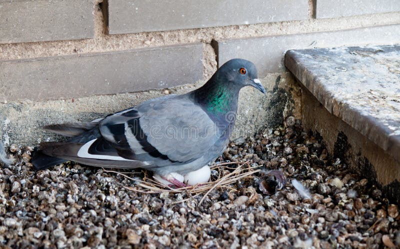 Pidgeon with eggs