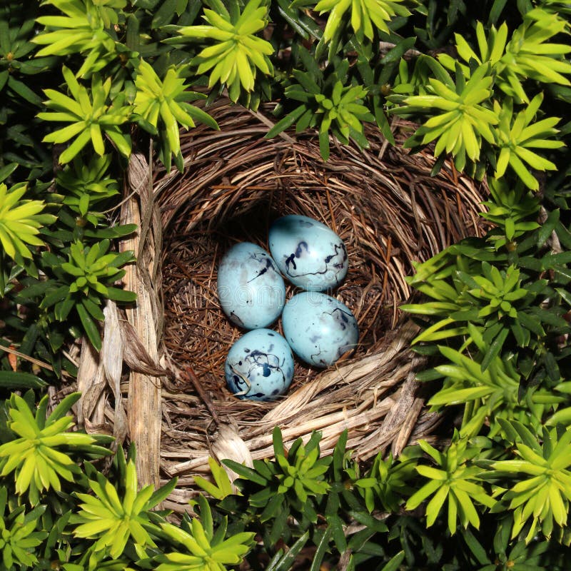 483,452 Bird Nest Royalty-Free Images, Stock Photos & Pictures