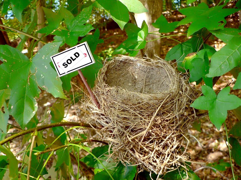 Bird nest - real estate 4