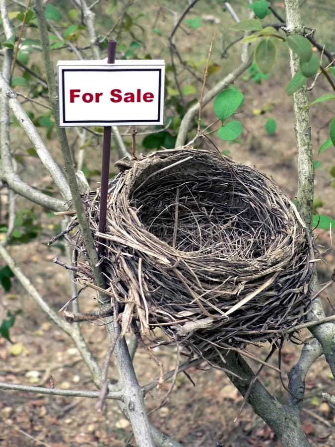 Bird nest - real estate 5