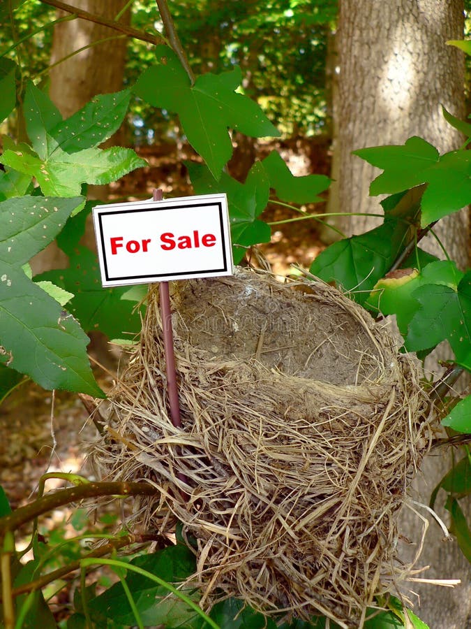 Bird nest - real estate 5