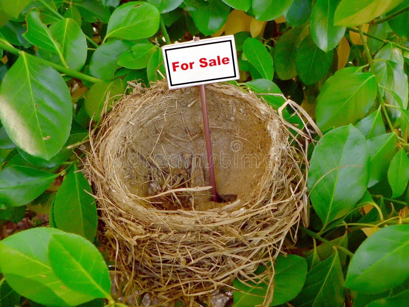 Bird nest - real estate 6