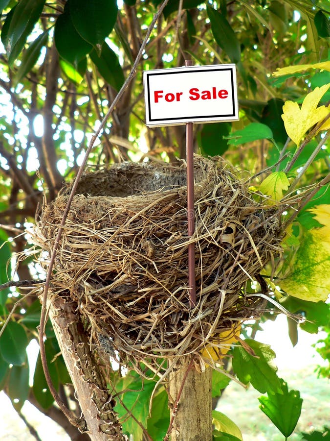 Bird nest - real estate 7