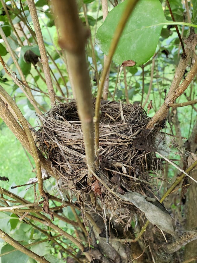 Bird nest stock image. Image of empty, bush, nest, bird 124016963