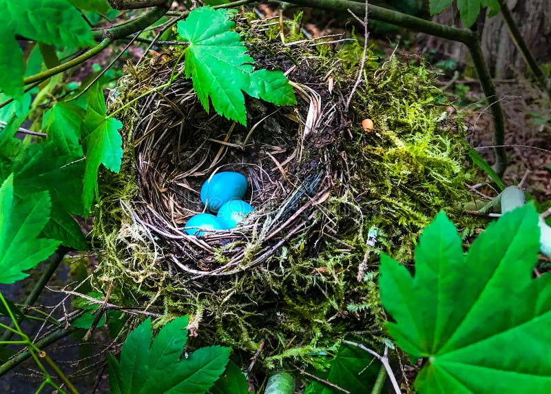260 Blue Robin Eggs Bird Nest Photos Free Royalty Free Stock Photos From Dreamstime 260 Blue Robin Eggs Bird Nest Photos Free Royalty Free Stock Photos From Dreamstime