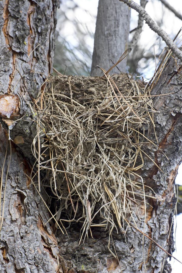 Bird Nest in Tree Close Up