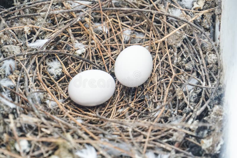 Bird nest white pigeon dove eggs lay on the nest