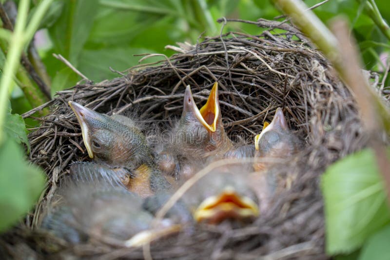 Bird Nest With Young Birds Chicks Eurasian Blackbird Hungry Baby