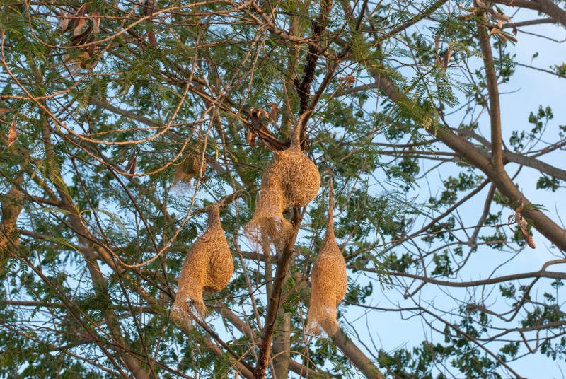 Bird Nests Hanging from a Tree Branch. Stock Image Image of outdoor