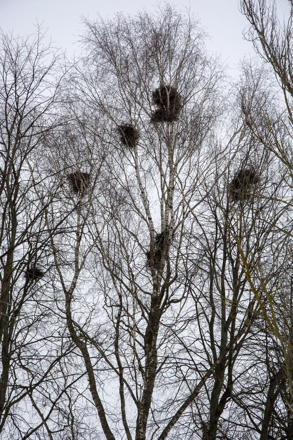 Bird Nests on Old Birches in the Park in Early Spring. the Rooks Have