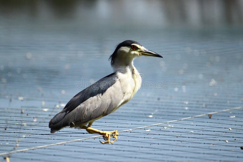 Bird on a net