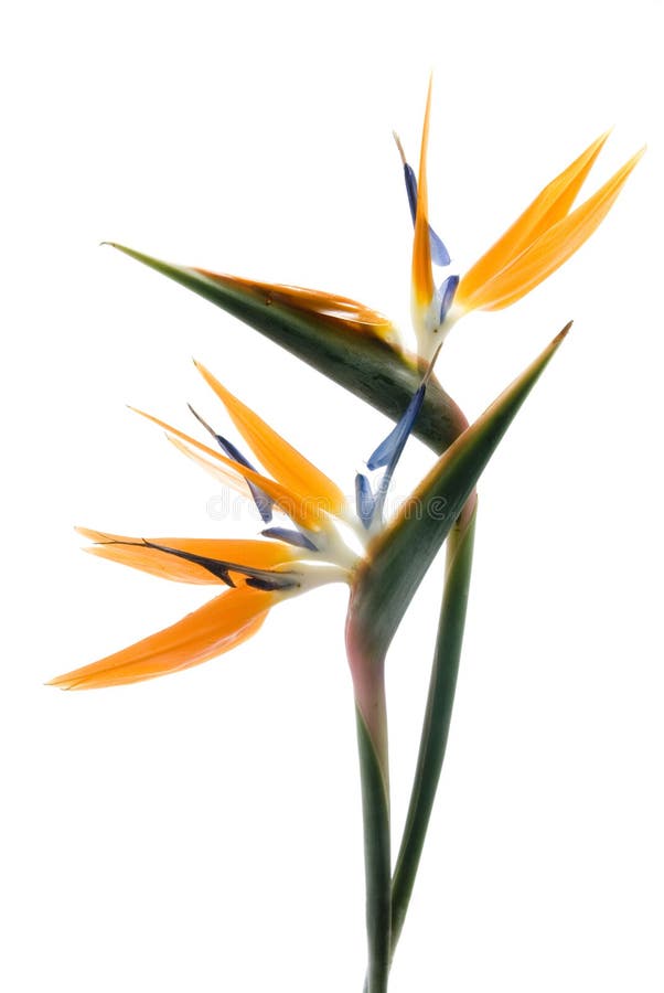 Free Bird Of Paradise Royalty Free Stock Images - 7618549