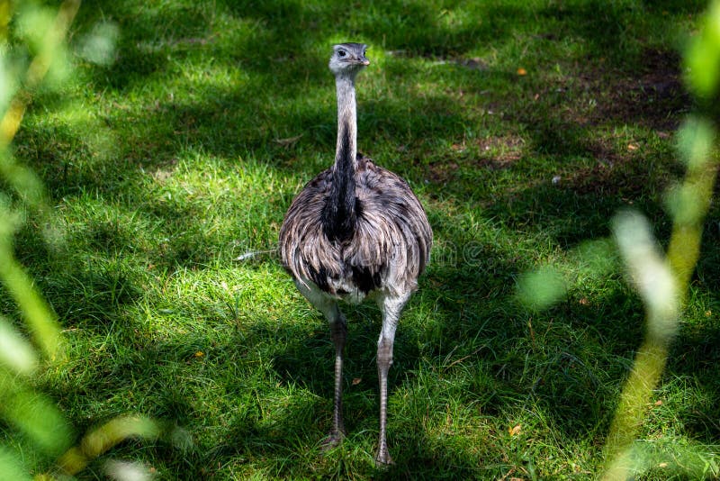 Bird ostrich emu stock image Image of wetland plant 259092159 Bird ostrich emu stock image Image of wetland plant 259092159