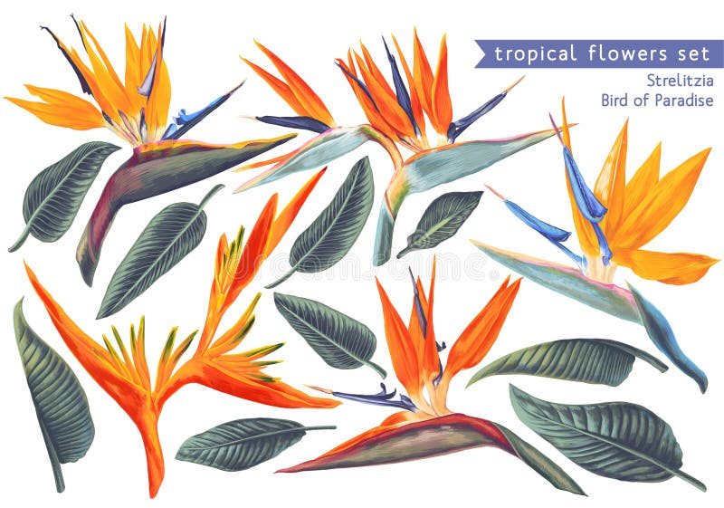 Vector tropical set of Strelitzia Reginae, tropical flowers and leaves.