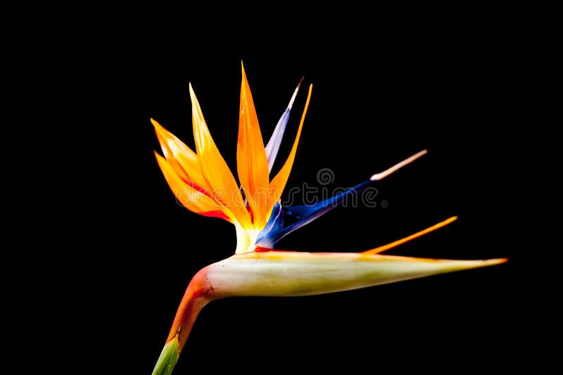 Bird of Paradise Flower stock image. Image of mecklenburg 19215103