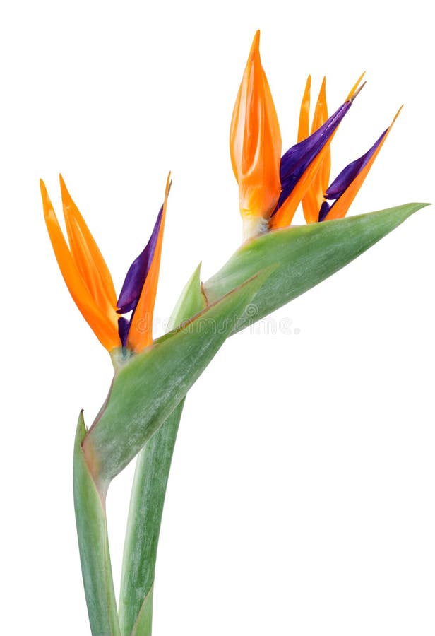 Bird of paradise Flower