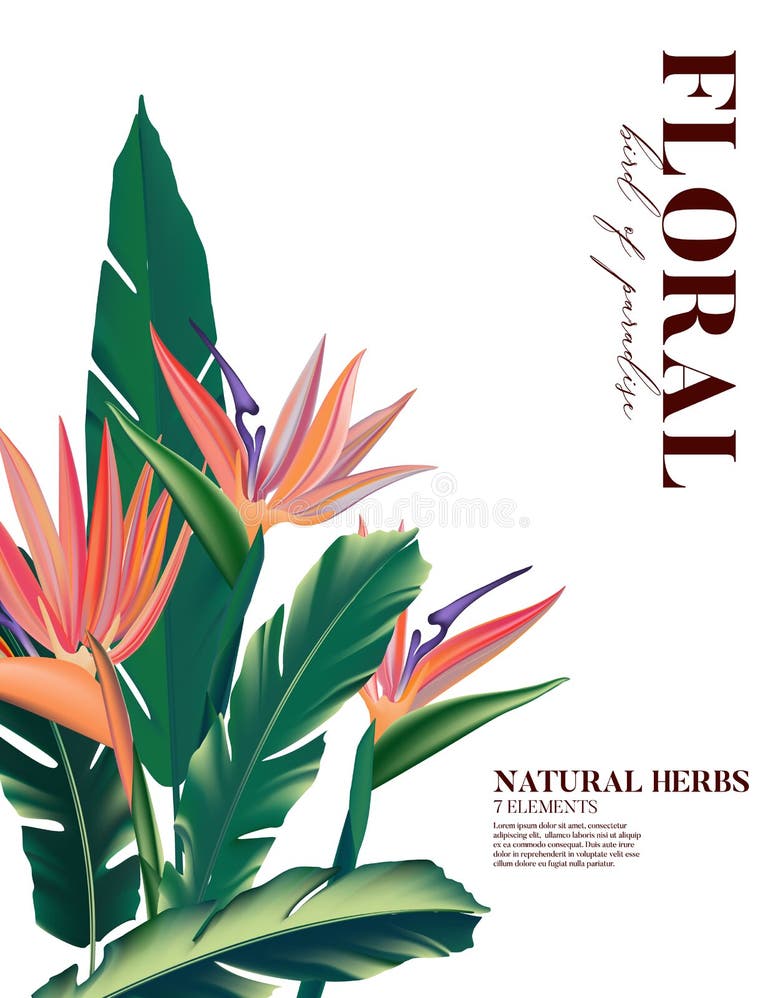 Set Bird Paradise Watercolor Flower Stock Illustrations – 558 Set Bird