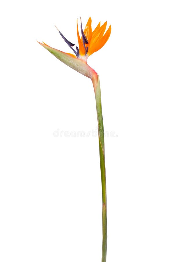 Bird of Paradise Flower ( Strelitzia reginae )