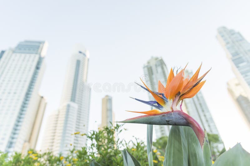 Bird Paradise Flower Strelitzia reginae and modern urban buildings