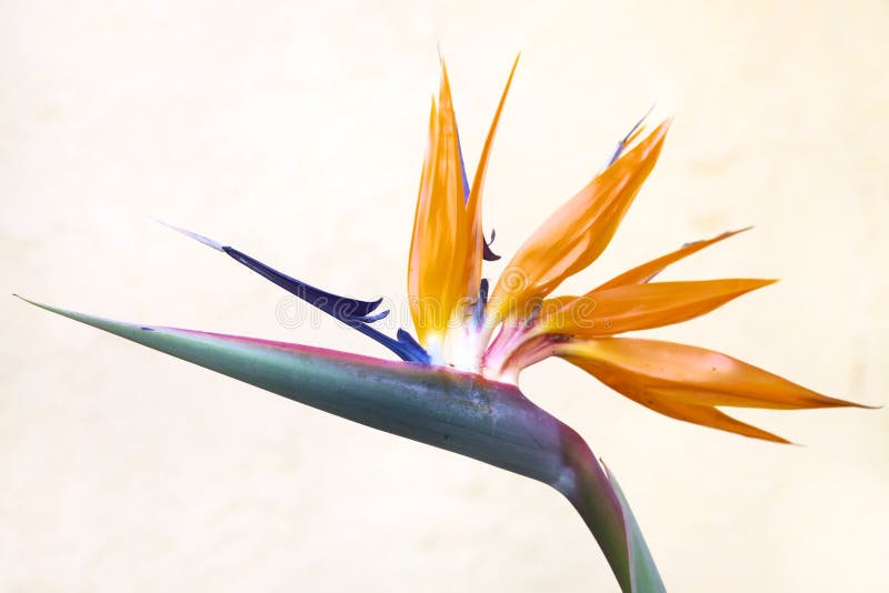 Bird of Paradise Flower with white wall