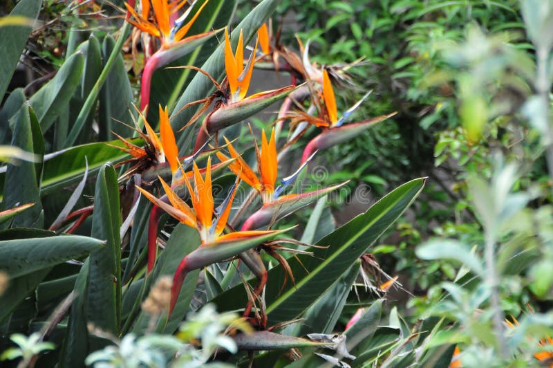 Bird of Paradise Flowers En Masse