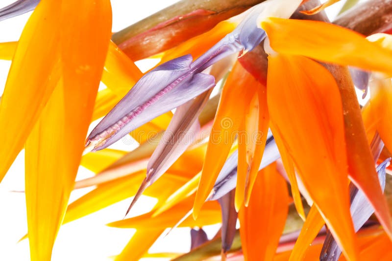 Bird of paradise flowers