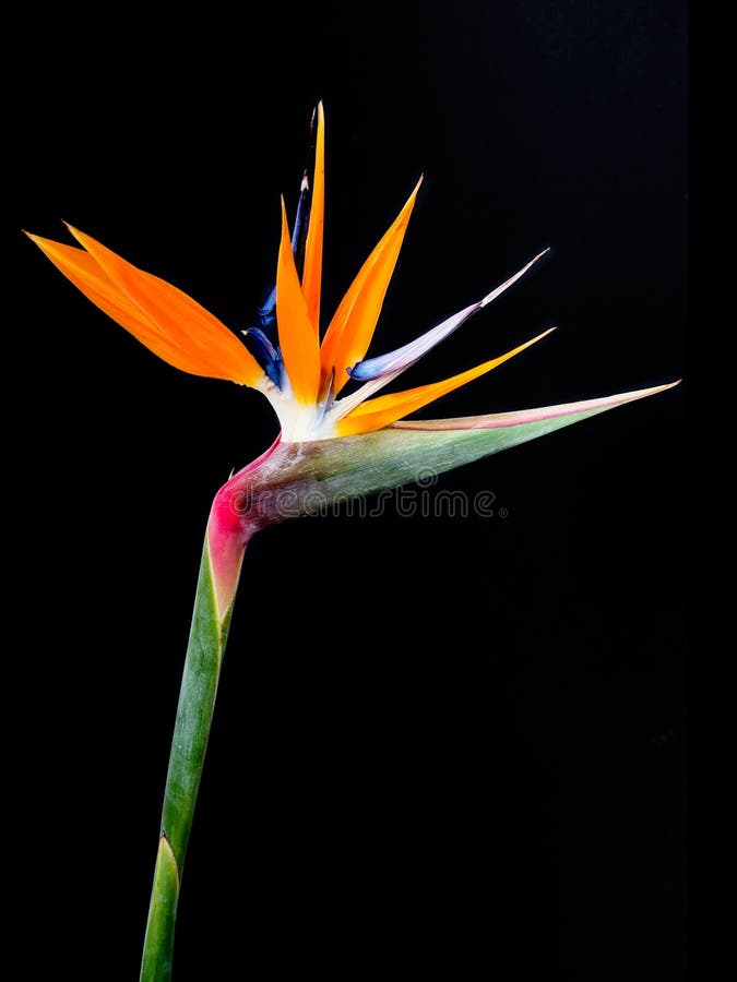 Bird of Paradise Flowers stock photo. Image of garden 38371900