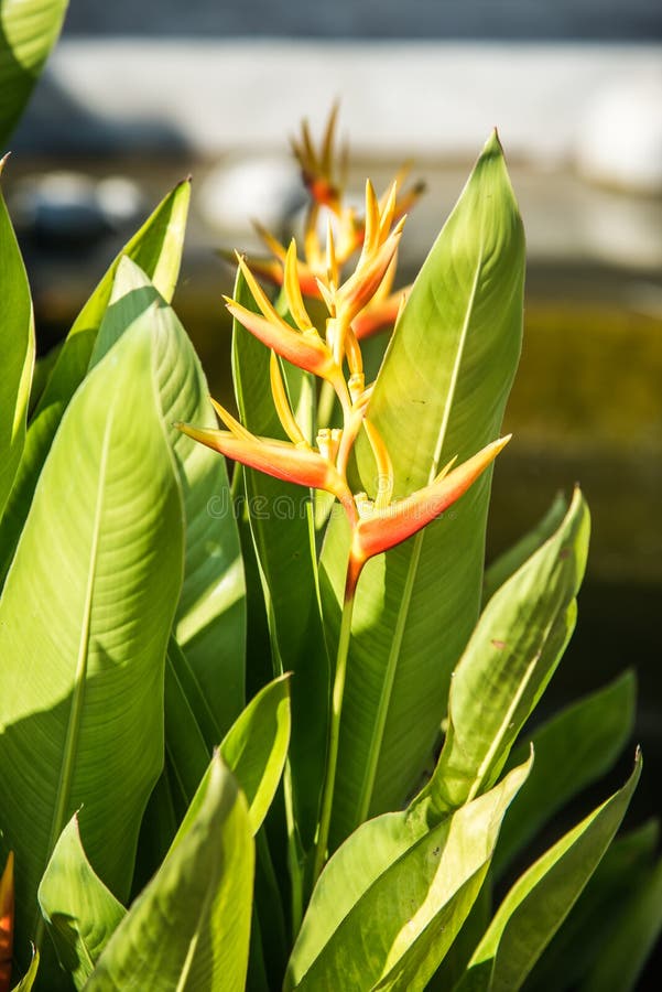 Bird of paradise flowers in park