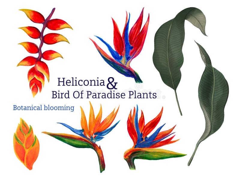 Bird of paradise and Heliconia leaves tropical plants botanical greenery multicolor element isolated illustration royalty free illustration