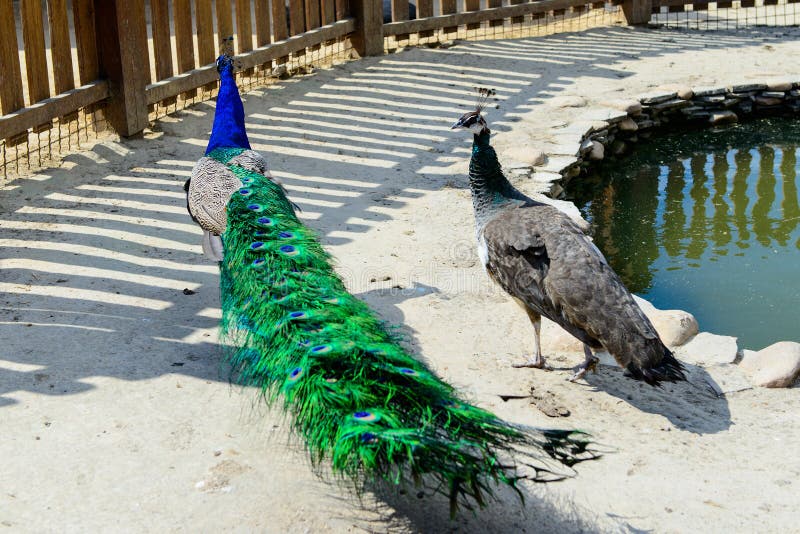 Peacock Couple