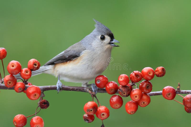 Bird On A Perch With Cherries Stock Photo Image of fall, titmouse