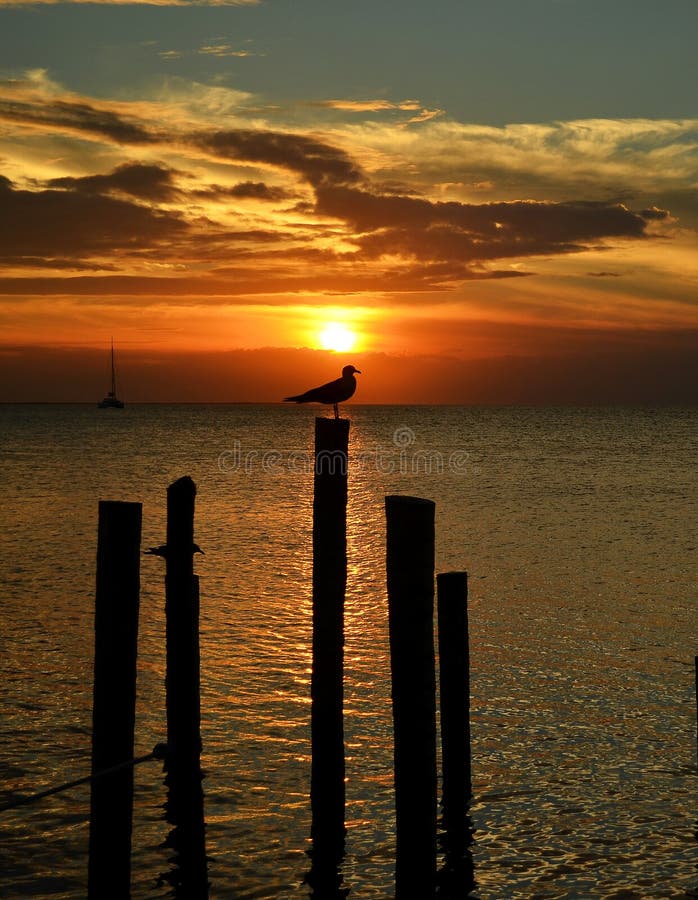 Bird on perch at Sunset