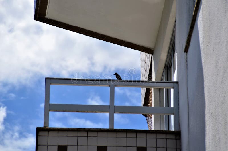 A Bird Perched on the Balcony of the Building Stock Photo Image of