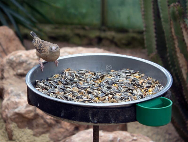 Bird Perched On Bird Feeder With Seeds Stock Photo Image of table