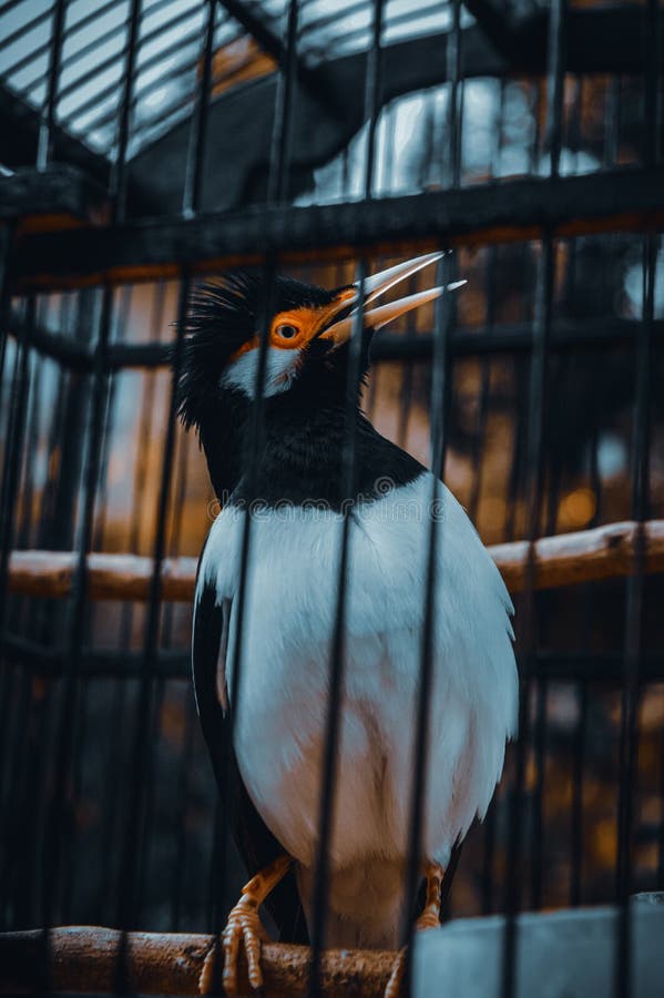 Sangkar Burung Photos Free Royalty Free Stock Photos From Dreamstime