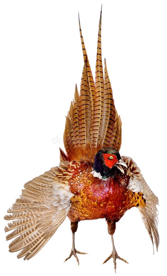 Bird pheasant on a white background. phasianus colchicus