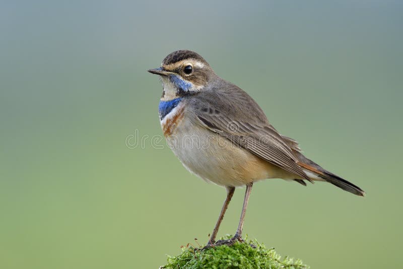 himalayan bluetail bird food himalayan bluetail bird food