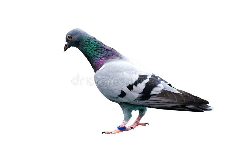 bird pigeon isolated on white background wild feral green blue bar stock photography bird pigeon isolated on white background wild feral green blue bar stock photography