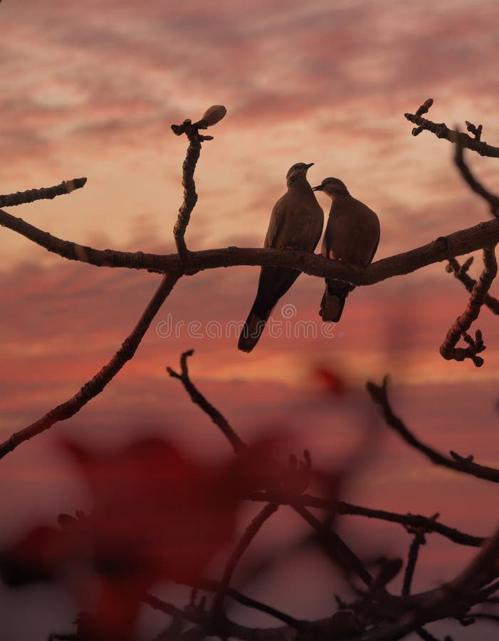 Bird pigeon valentine couple
