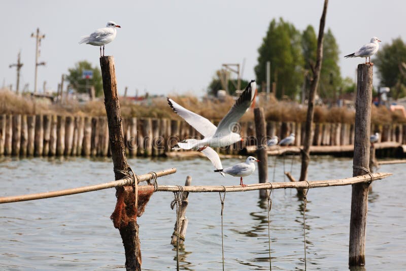 Bird from Po river lagoon stock image Bird from Po river lagoon stock image