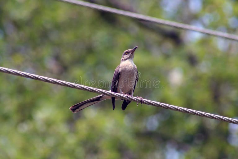 3,946 Bird Wire Power Line Stock Photos - Free & Royalty-Free Stock ...