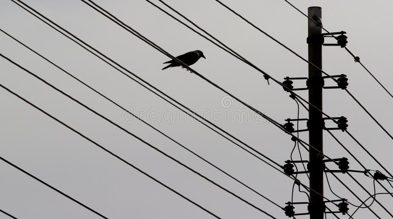 Bird on a power line stock image. Image of white, mast - 338326679