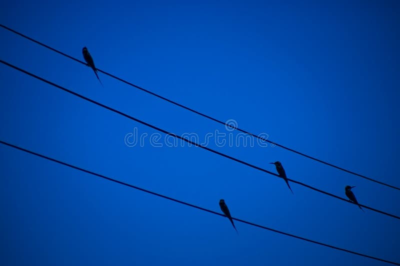 The Bird on Power Lines with Deep Blue Color Stock Image - Image of ...