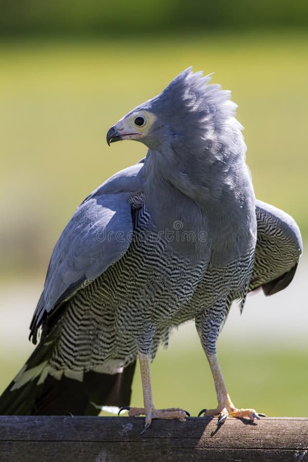 Bird of prey. African harrier hawk standing. Magnificent nature